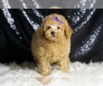 Puppy Pixie Stick Poodle (Miniature)