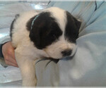 Small Photo #5 Great Pyrenees-Newfoundland Mix Puppy For Sale in LOVELL, WY, USA