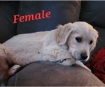 Small Photo #2 Golden Retriever Puppy For Sale in LITCHFIELD, MN, USA