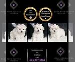 Puppy Marshmellow AKC Maltese