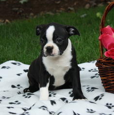 Boston Terrier Puppy for sale in GAP, PA, USA
