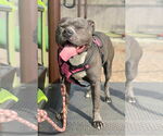 Small #13 American Staffordshire Terrier