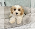 Small #2 Cavapoo