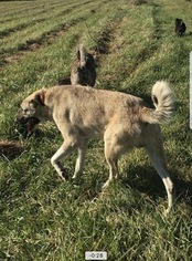 Father of the Anatolian Shepherd puppies born on 04/16/2017