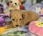 Puppy Ginger Poodle (Toy)