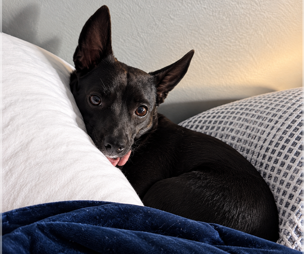 Medium Photo #3 Chihuahua-Feist Terrier Mix Puppy For Sale in Mooresville, NC, USA