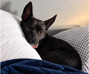 Cutie Pie - Female Chihuahua-Feist Terrier Mix Dog for Adoption - Photo #3