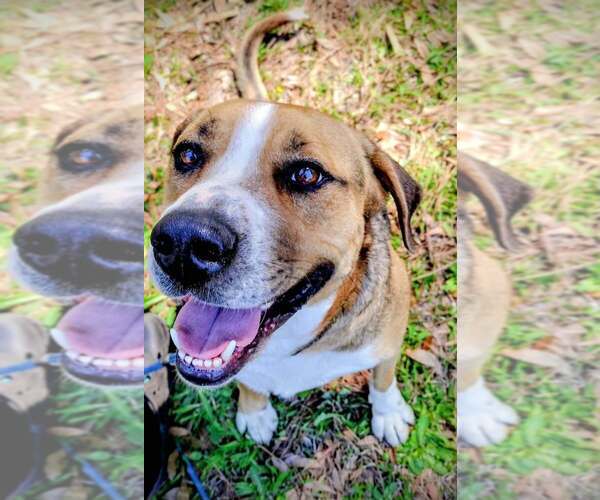 Medium Photo #2 Mutt Puppy For Sale in FRAMINGHAM, MA, USA