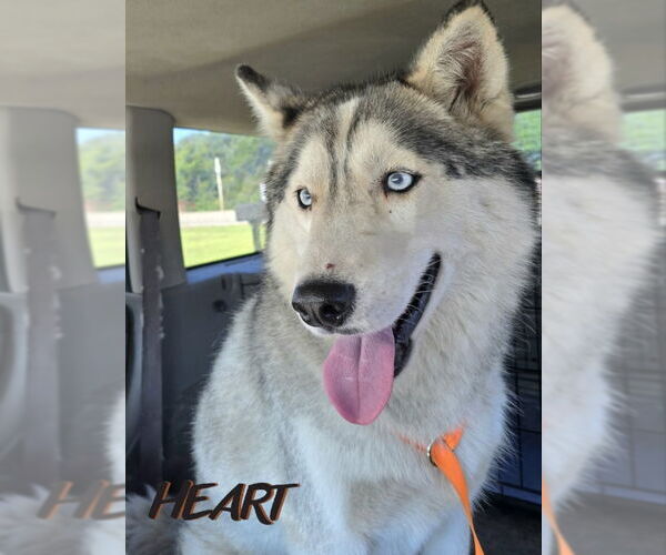 Medium Photo #3 Siberian Husky Puppy For Sale in Severn, MD, USA