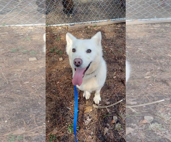 Medium Photo #5 Siberian Husky-Unknown Mix Puppy For Sale in Holly Springs, NC, USA
