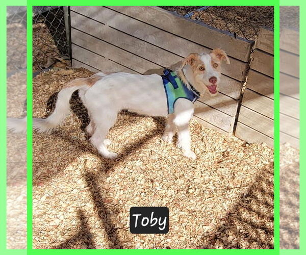 Medium Photo #1 Mutt Puppy For Sale in Granbury, TX, USA