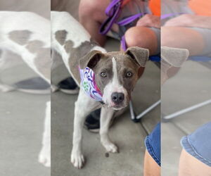 Boxer-Unknown Mix Dogs for adoption in Mount Laurel, NJ, USA