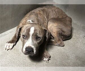 Mutt Dogs for adoption in San Bernardino, CA, USA