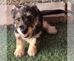 Norris - Male Mutt Dog for Adoption - Small photo