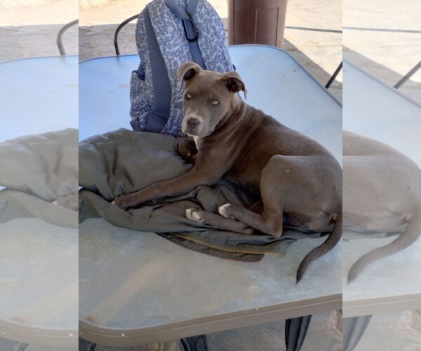 Medium Photo #6 American Staffordshire Terrier-Unknown Mix Puppy For Sale in Apple Valley, CA, USA