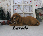 Puppy Laredo Cavalier King Charles Spaniel