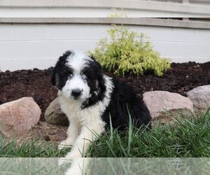 Aussiedoodle Puppy for sale in SHILOH, OH, USA