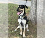 Small #5 German Shepherd Dog Mix
