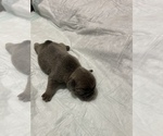 Small Photo #2 French Bulldog Puppy For Sale in CARROLLTON, TX, USA