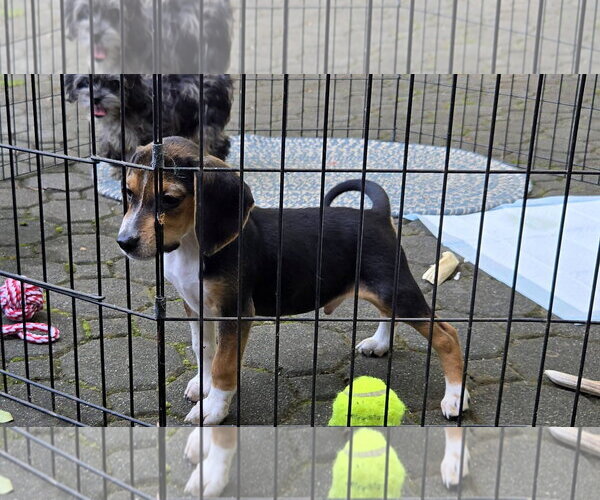 Medium Photo #3 Beagle Puppy For Sale in Tenafly, NJ, USA