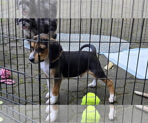 Bandit - Male Beagle Dog for Adoption - Photo #3