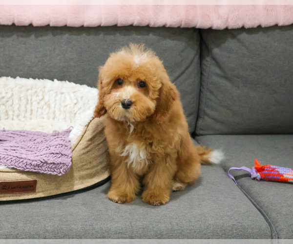 Medium Photo #8 Cavapoo (Miniature) Puppy For Sale in SYRACUSE, IN, USA
