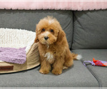 Small #7 Cavapoo (Miniature)