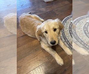 Golden Retriever Puppy for sale in MERIDEN, IA, USA