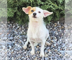 Rat Terrier-Unknown Mix Dogs for adoption in Albuquerque, NM, USA