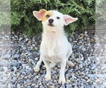 Amazing Lil Mr Ayden ~ Rattie - Male Rat Terrier-Unknown Mix Dog for Adoption - Small photo