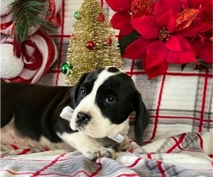 Cocker Spaniel-Staffordshire Bull Terrier Mix Puppy for sale in LANCASTER, PA, USA