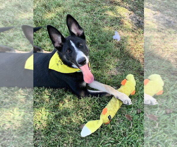 Medium Photo #10 Border Collie-Huskies  Mix Puppy For Sale in San Leon, TX, USA
