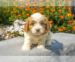 Puppy Tori Cavapoo