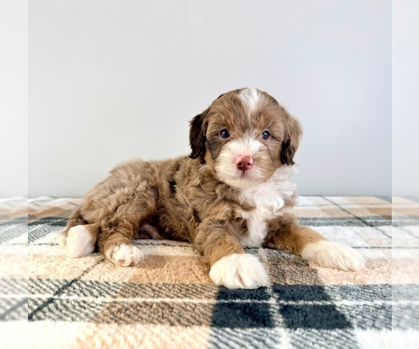 Medium Photo #2 Bernedoodle (Miniature) Puppy For Sale in GREENFIELD, IN, USA