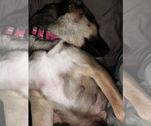 Medium Photo #15 Shepradors Puppy For Sale in Princeton, MN, USA