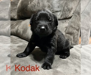 Labrador Retriever Puppy for sale in AUGUSTA, WI, USA