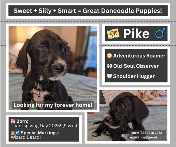 Medium Photo #10 Great Dane-Poodle (Standard) Mix Puppy For Sale in SALT LAKE CITY, UT, USA