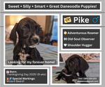 Puppy Pike Great Dane-Poodle (Standard) Mix