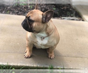 Father of the French Bulldog puppies born on 05/10/2019