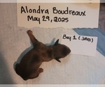 Puppy Male 1 Java Dachshund