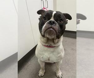 Bulldog Dogs for adoption in HESPERIA, CA, USA