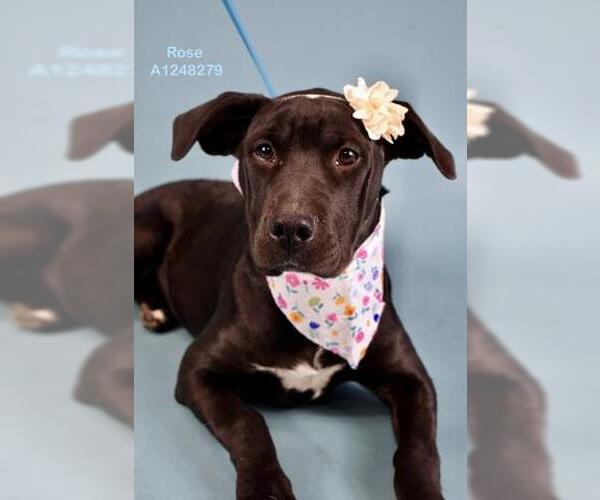 Medium Photo #1 Mutt Puppy For Sale in Bakersfield, CA, USA