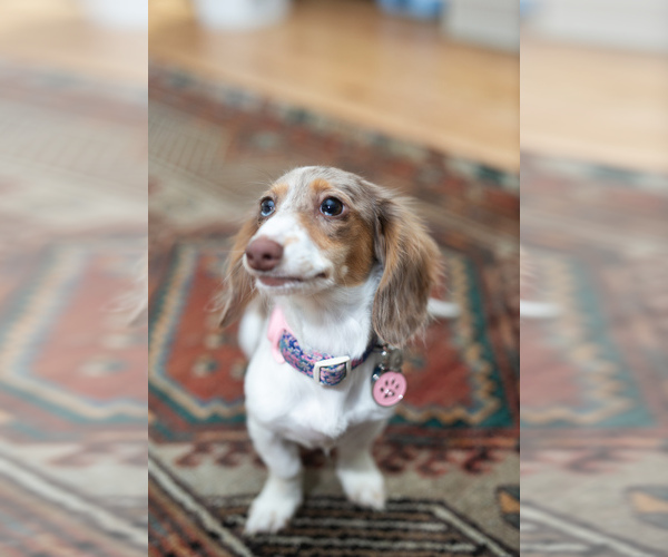 Medium Photo #2 Dachshund Puppy For Sale in AURORA, CO, USA