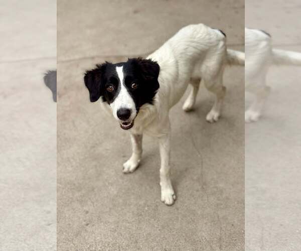 Medium Photo #1 Border Collie-Unknown Mix Puppy For Sale in Paso Robles, CA, USA