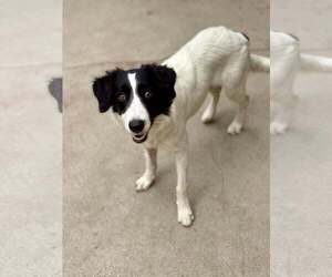 Border Collie-Unknown Mix Dogs for adoption in Paso Robles, CA, USA