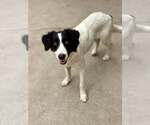 Sage - Female Border Collie-Unknown Mix Dog for Adoption - Small photo