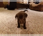 Small Photo #4 Labrador Retriever Puppy For Sale in PARK CITY, KS, USA