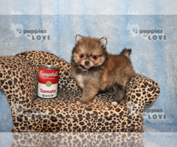Medium Photo #3 Pomeranian Puppy For Sale in SANGER, TX, USA