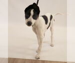 Small #1 American Staffordshire Terrier-Border Collie Mix
