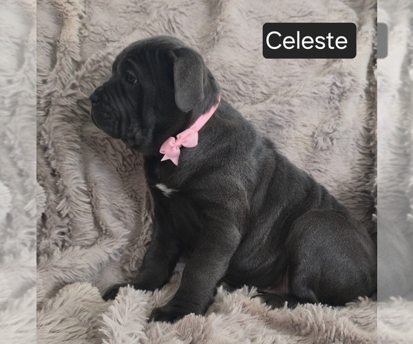 Medium Photo #8 Cane Corso Puppy For Sale in MINERAL WELLS, WV, USA